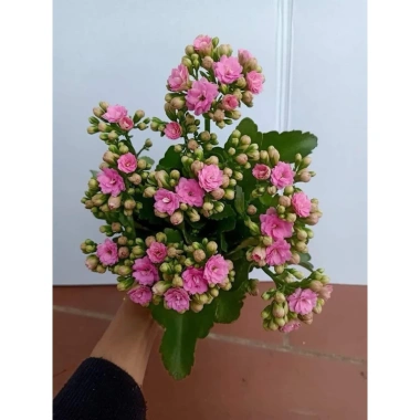 Hoa Sống Đời Kép Thái - Hoa Chi Chít Nụ Đẹp, Giá Chỉ 40.000 VNĐ, Tiết Kiệm Ngay 4