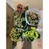 Hoa Sống Đời Kép Thái - Hoa Chi Chít Nụ Đẹp, Giá Chỉ 40.000 VNĐ, Tiết Kiệm Ngay 5