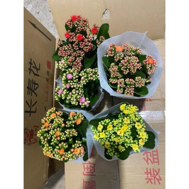 Hoa Sống Đời Kép Thái - Hoa Chi Chít Nụ Đẹp, Giá Chỉ 40.000 VNĐ, Tiết Kiệm Ngay 5