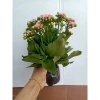 Hoa Sống Đời Kép Thái - Hoa Chi Chít Nụ Đẹp, Giá Chỉ 40.000 VNĐ, Tiết Kiệm Ngay 6