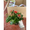 Hoa Sống Đời Kép Thái - Hoa Chi Chít Nụ Đẹp, Giá Chỉ 40.000 VNĐ, Tiết Kiệm Ngay 9