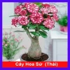 Hoa Sứ Thái Kép (Hoa Hồng) - Cây Cảnh Trong Nhà, Giá Gốc 93,750 VNĐ, Giảm còn 75,000 VNĐ