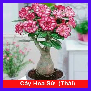 Hoa Sứ Thái Kép (Hoa Hồng) - Cây Cảnh Trong Nhà, Giá Gốc 93,750 VNĐ, Giảm còn 75,000 VNĐ