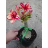 Hoa Sứ Thái Kép (Hoa Hồng) - Cây Cảnh Trong Nhà, Giá Gốc 93,750 VNĐ, Giảm còn 75,000 VNĐ 2