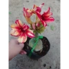 Hoa Sứ Thái Kép (Hoa Hồng) - Cây Cảnh Trong Nhà, Giá Gốc 93,750 VNĐ, Giảm còn 75,000 VNĐ 3