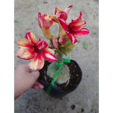 Hoa Sứ Thái Kép (Hoa Hồng) - Cây Cảnh Trong Nhà, Giá Gốc 93,750 VNĐ, Giảm còn 75,000 VNĐ