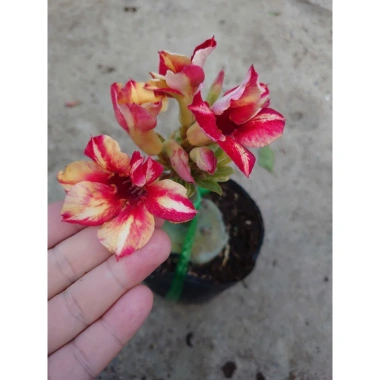 Hoa Sứ Thái Kép (Hoa Hồng) - Cây Cảnh Trong Nhà, Giá Gốc 93,750 VNĐ, Giảm còn 75,000 VNĐ