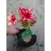 Hoa Sứ Thái Kép (Hoa Hồng) - Cây Cảnh Trong Nhà, Giá Gốc 93,750 VNĐ, Giảm còn 75,000 VNĐ 6