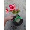 Hoa Sứ Thái Kép (Hoa Hồng) - Cây Cảnh Trong Nhà, Giá Gốc 93,750 VNĐ, Giảm còn 75,000 VNĐ 7