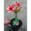 Hoa Sứ Thái Kép (Hoa Hồng) - Cây Cảnh Trong Nhà, Giá Gốc 93,750 VNĐ, Giảm còn 75,000 VNĐ 8