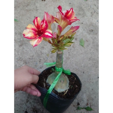 Hoa Sứ Thái Kép (Hoa Hồng) - Cây Cảnh Trong Nhà, Giá Gốc 93,750 VNĐ, Giảm còn 75,000 VNĐ 8 Hoa Sứ Thái Kép (Hoa Hồng) - Cây Cảnh Trong Nhà, Giá Gốc 93,750 VNĐ, Giảm còn 75,000 VNĐ 8