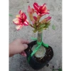 Hoa Sứ Thái Kép (Hoa Hồng) - Cây Cảnh Trong Nhà, Giá Gốc 93,750 VNĐ, Giảm còn 75,000 VNĐ 9