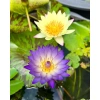 Hoa Súng Thái Cánh Đơn Nhiều Màu - Combo 4 Cây Sẵn Nụ Hoa Giá Ưu Đãi 79.000₫ 3