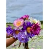 Hoa Súng Thái Kép Nhiều Tầng Đa Màu - Combo 4 Cây To Sẵn Nụ, Giá Giảm 100k