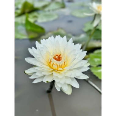 Hoa Súng Thái Kép Nhiều Tầng Đa Màu - Combo 4 Cây To Sẵn Nụ, Giá Giảm 100k 9