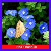 Hoa Thanh Tú - Cây cảnh sân vườn đẹp, dễ chăm sóc, giá chỉ 19.000đ giảm từ 24.510đ