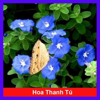 Hoa Thanh Tú - Cây cảnh sân vườn đẹp, dễ chăm sóc, giá chỉ 19.000đ giảm từ 24.510đ