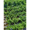 Hoa Thanh Tú - Cây cảnh sân vườn đẹp, dễ chăm sóc, giá chỉ 19.000đ giảm từ 24.510đ 2