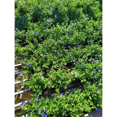 Hoa Thanh Tú - Cây cảnh sân vườn đẹp, dễ chăm sóc, giá chỉ 19.000đ giảm từ 24.510đ