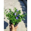 Hoa Thanh Tú - Cây cảnh sân vườn đẹp, dễ chăm sóc, giá chỉ 19.000đ giảm từ 24.510đ 3