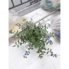 Hoa Thanh Tú - Cây cảnh sân vườn đẹp, dễ chăm sóc, giá chỉ 19.000đ giảm từ 24.510đ 4