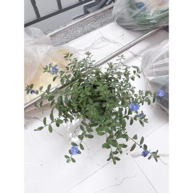 Hoa Thanh Tú - Cây cảnh sân vườn đẹp, dễ chăm sóc, giá chỉ 19.000đ giảm từ 24.510đ