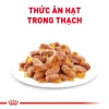 Hoả Tốc 21H 12 Gói 85g Pate Royal Canin Instinctive Cho Mèo Trưởng Thành Hỗ Trợ Tiêu Hoá Giá 545.000 VND 3