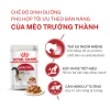 Hoả Tốc 21H 12 Gói 85g Pate Royal Canin Instinctive Cho Mèo Trưởng Thành Hỗ Trợ Tiêu Hoá Giá 545.000 VND 8