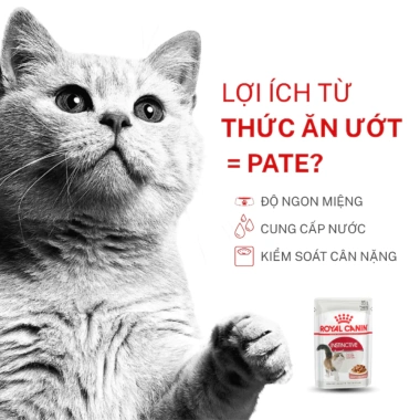 Hoả Tốc 21H 12 Gói 85g Pate Royal Canin Instinctive Cho Mèo Trưởng Thành Hỗ Trợ Tiêu Hoá Giá 545.000 VND 9