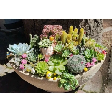 HỎA TỐC Chậu thuyền mix full sen đá và xương rồng - 4 kích thước, giảm còn 380.000₫
