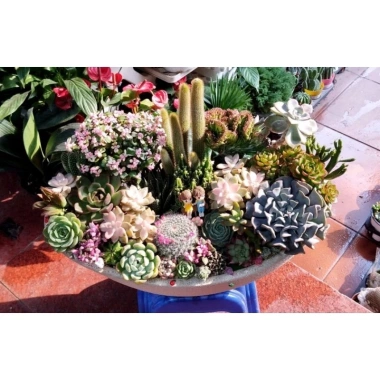 HỎA TỐC Chậu thuyền mix full sen đá và xương rồng - 4 kích thước, giảm còn 380.000₫ 2 HỎA TỐC Chậu thuyền mix full sen đá và xương rồng - 4 kích thước, giảm còn 380.000₫ 2