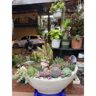 HỎA TỐC Chậu thuyền mix full sen đá và xương rồng - 4 kích thước, giảm còn 380.000₫