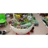 HỎA TỐC Chậu thuyền mix full sen đá và xương rồng - 4 kích thước, giảm còn 380.000₫ 4