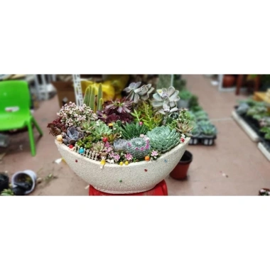 HỎA TỐC Chậu thuyền mix full sen đá và xương rồng - 4 kích thước, giảm còn 380.000₫