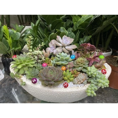 HỎA TỐC Chậu thuyền mix full sen đá và xương rồng - 4 kích thước, giảm còn 380.000₫