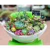 HỎA TỐC Chậu thuyền mix full sen đá và xương rồng - 4 kích thước, giảm còn 380.000₫ 9