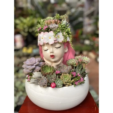 HỎA TỐC Combo chậu cô gái sen đá 40cm, đkinh chậu 26cm - Giá ưu đãi 499.000 VND