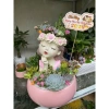 HỎA TỐC Combo chậu cô gái sen đá 40cm, đkinh chậu 26cm - Giá ưu đãi 499.000 VND 5