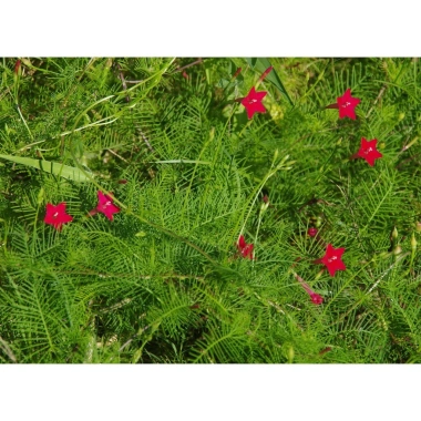 Hoa tóc tiên đỏ dây leo - Cây cảnh sân vườn, giảm còn 33k, giá gốc 40,590₫ 3