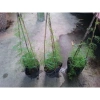 Hoa tóc tiên đỏ dây leo - Cây cảnh sân vườn, giảm còn 33k, giá gốc 40,590₫ 7