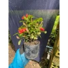 Hoa tràng sen chịu hạn, nở lâu, cây nhỏ cao 12-20cm – Giá 55.000 VND giảm từ 67.650