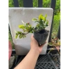 Hoa tràng sen chịu hạn, nở lâu, cây nhỏ cao 12-20cm – Giá 55.000 VND giảm từ 67.650 2