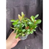 Hoa tràng sen chịu hạn, nở lâu, cây nhỏ cao 12-20cm – Giá 55.000 VND giảm từ 67.650 3