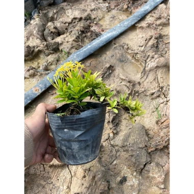 Hoa tràng sen chịu hạn, nở lâu, cây nhỏ cao 12-20cm – Giá 55.000 VND giảm từ 67.650