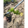 Hoa tràng sen chịu hạn, nở lâu, cây nhỏ cao 12-20cm – Giá 55.000 VND giảm từ 67.650 5