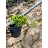 Hoa tràng sen chịu hạn, nở lâu, cây nhỏ cao 12-20cm – Giá 55.000 VND giảm từ 67.650 6