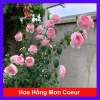 Hồng leo Mon Couer - Cây chỉ giao miền Nam, dáng hoa đẹp dịu dàng, dễ chăm sóc, chỉ 86.000đ