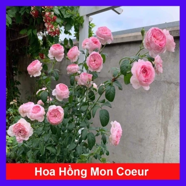 Hồng leo Mon Couer - Cây chỉ giao miền Nam, dáng hoa đẹp dịu dàng, dễ chăm sóc, chỉ 86.000đ