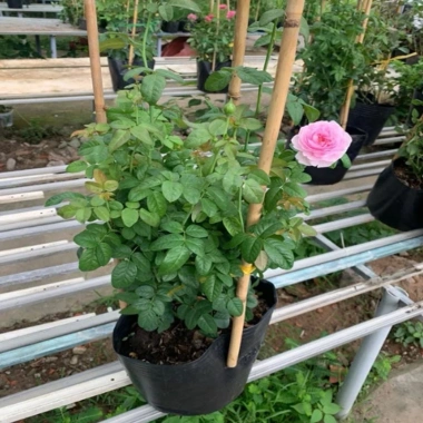 Hồng leo Mon Couer - Cây chỉ giao miền Nam, dáng hoa đẹp dịu dàng, dễ chăm sóc, chỉ 86.000đ 3 Hồng leo Mon Couer - Cây chỉ giao miền Nam, dáng hoa đẹp dịu dàng, dễ chăm sóc, chỉ 86.000đ 3