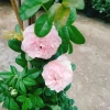 Hồng leo Mon Couer - Cây chỉ giao miền Nam, dáng hoa đẹp dịu dàng, dễ chăm sóc, chỉ 86.000đ 4